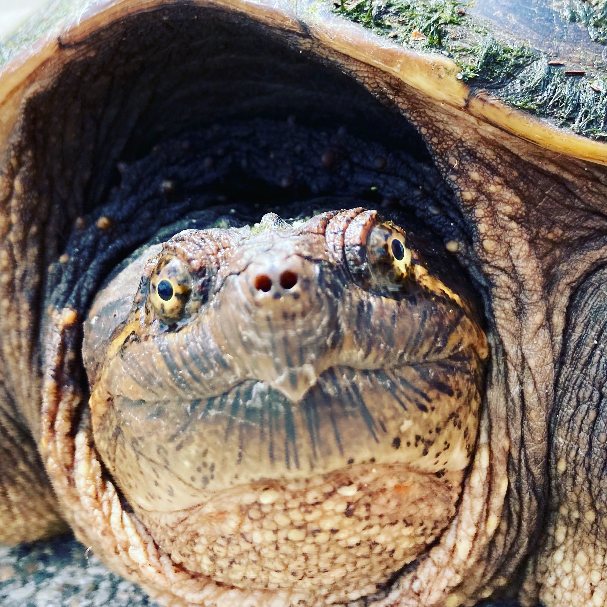 Snapping Turtle 1