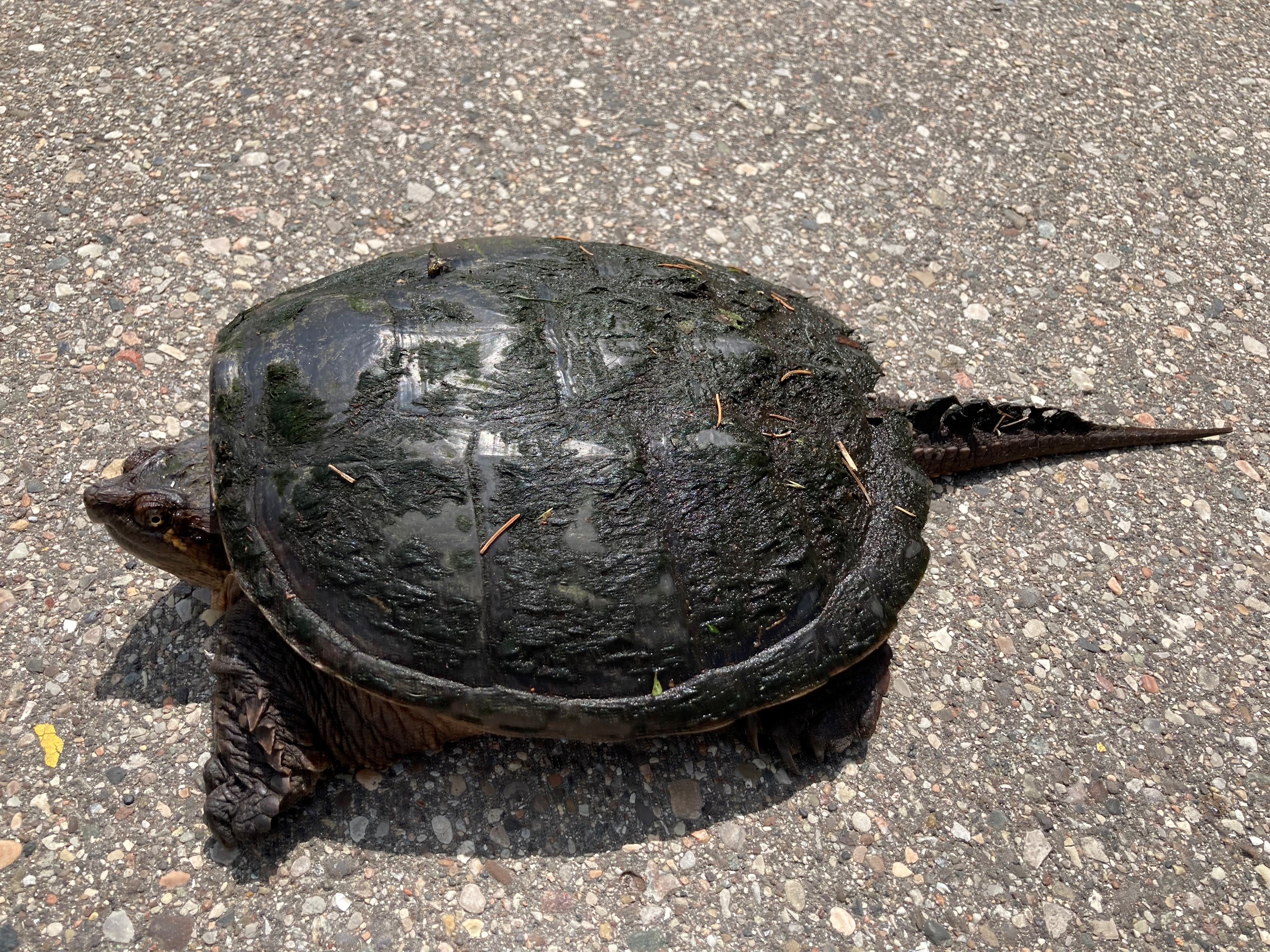 Snapping Turtle 2