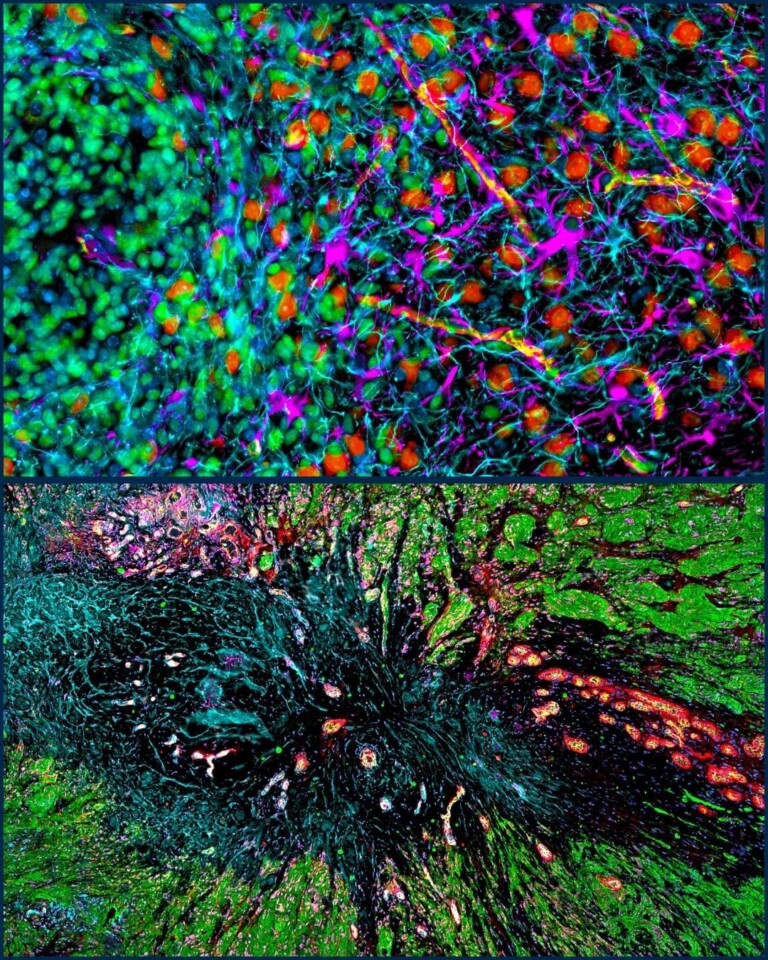 The top image shows dense clusters of cells in vibrant blues, reds, and greens. The bottom image displays a branching pattern in similar vivid colors against a dark background.