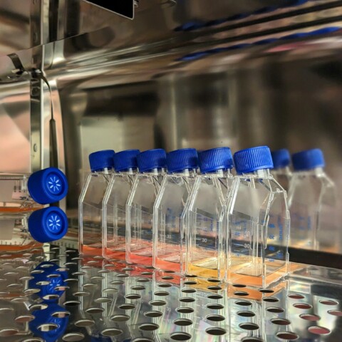 A row of transparent laboratory bottles with blue caps are lined up on a metallic surface, each filled with a light orange liquid. 