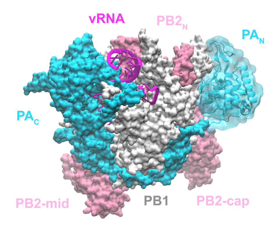 3D molecular structure of an influenza virus polymerase complex, color-coded to distinguish different components such as vRNA, PB1, PB2 and PA.