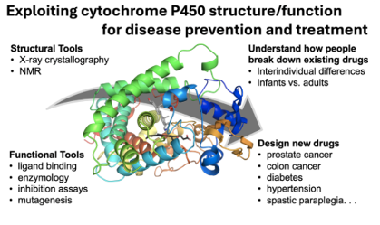 P450 structure